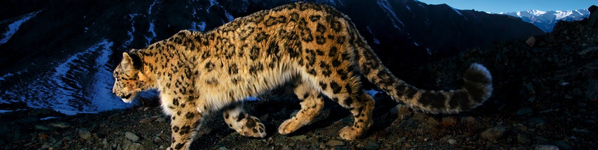 Обложка профиля